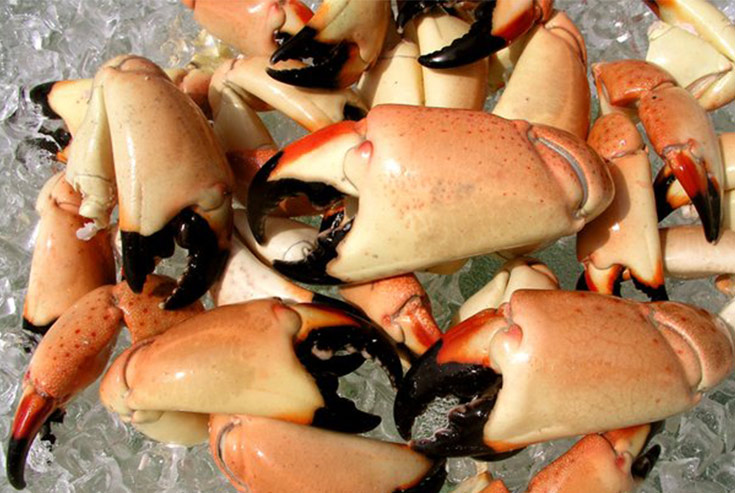 Get Cracking Before Stone Crab Season Ends
